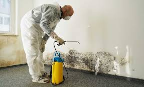 Best Environmental Consulting for Mold Prevention  in Newton, IL