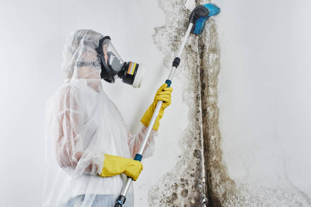 Best Mold Removal for HVAC Installations  in Newton, IL