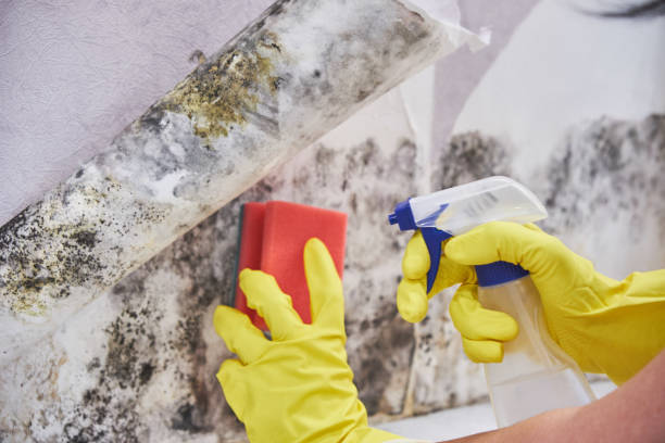 Best Mold Odor Removal Services  in Newton, IL